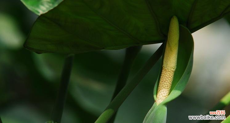 水滴如观音 滴水观音