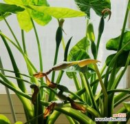 水滴如观音 滴水观音