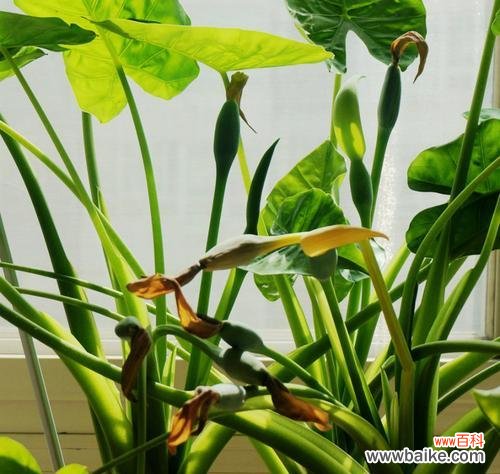 水滴如观音 滴水观音