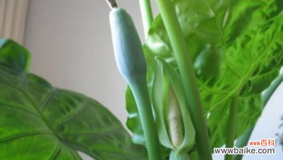 探索滴水观音花的内涵和美好寓意 滴水观音花语的象征与寓意