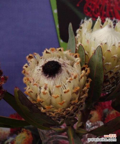 帝王花 帝王花的花语和寓意解析