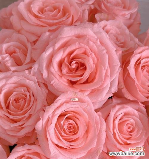 探寻玫瑰花语的意义和文化底蕴 戴安娜玫瑰花语及其传承之美