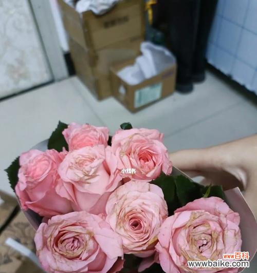 探索戴安娜玫瑰的美丽寓意和深层象征意义 戴安娜玫瑰的寓意与象征