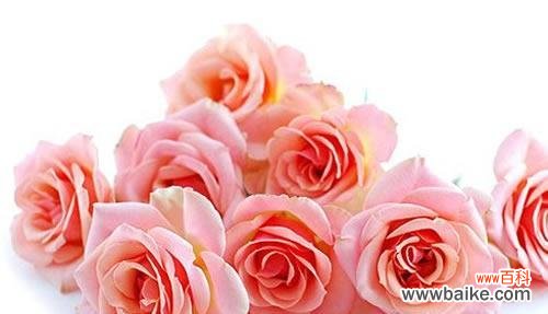 用淡粉色玫瑰传递真挚的情感与美好祝愿 淡粉色玫瑰的花语