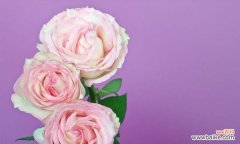 探寻淡紫色玫瑰的神秘魅力 淡紫色玫瑰的花语与意义