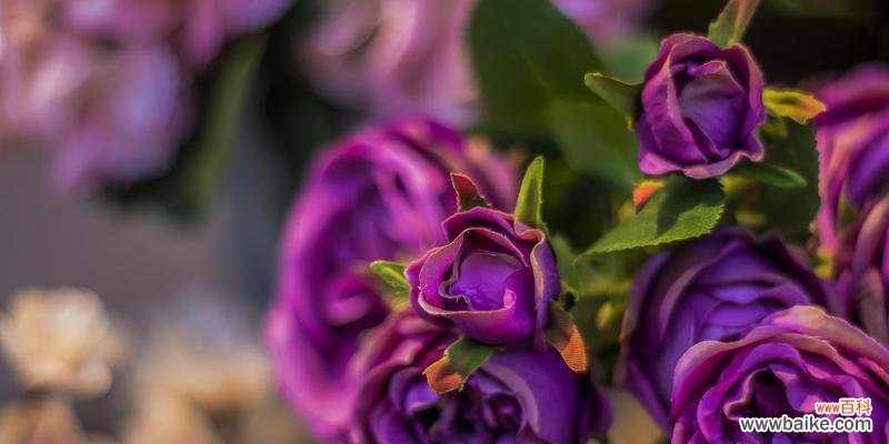 探寻淡紫色玫瑰的神秘魅力 淡紫色玫瑰的花语与意义