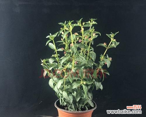 探寻倒挂金钟花花语的深意 倒挂金钟花