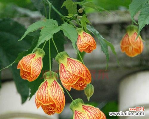 探寻倒挂金钟花花语的深意 倒挂金钟花