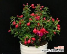 探寻倒挂金钟花花语的深意 倒挂金钟花