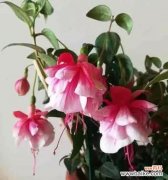 探寻倒挂金钟花所传达的情感与寓意 倒挂金钟花语的深意