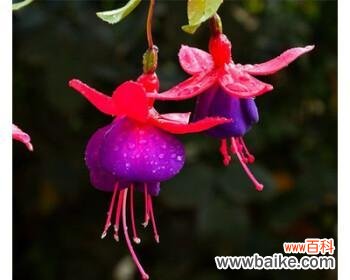 探寻倒挂金钟花的含义 倒挂金钟花语之美