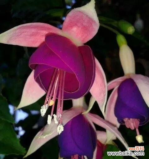 探寻倒挂金钟花的含义 倒挂金钟花语之美