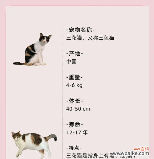 蓝猫和三花的爱情寓意是什么?象征意义有哪些?