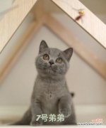 蓝猫和三花的爱情寓意是什么？象征意义有哪些？