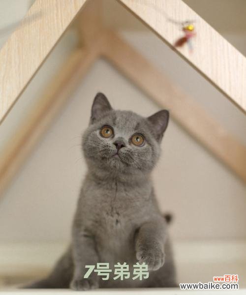 蓝猫和三花的爱情寓意是什么?象征意义有哪些?