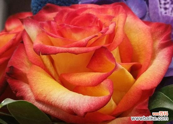 6朵粉色玫瑰花的寓意是什么?粉色玫瑰代表什么?