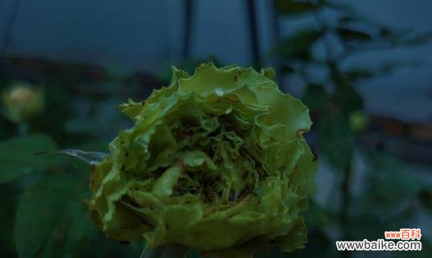 浅绿色花的寓意是什么?