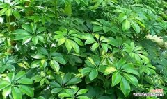 浅绿色花的寓意是什么？