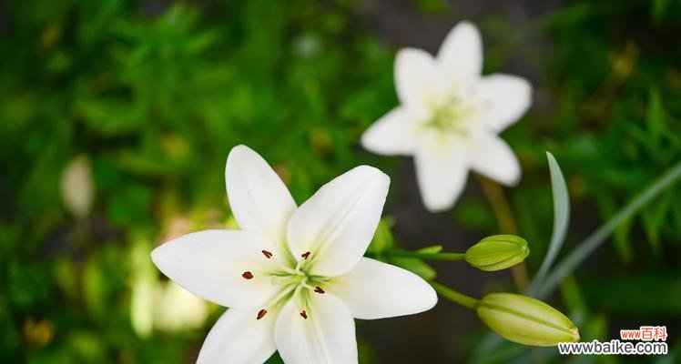 浅绿色花的寓意是什么?