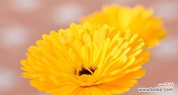 哪些花象征着健康和阳光向上？