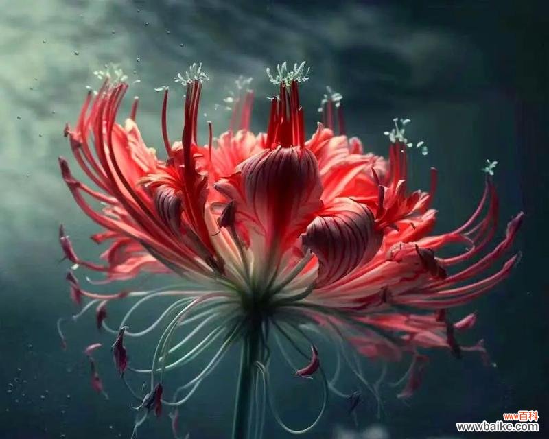 彼岸花的浪漫寓意有哪些?彼岸花在爱情中代表什么?