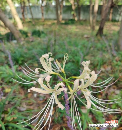 彼岸花的浪漫寓意有哪些?彼岸花在爱情中代表什么?