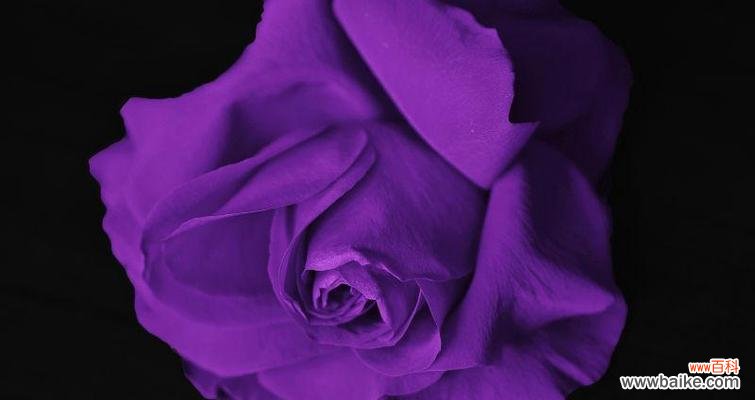 九朵紫色玫瑰花代表什么?