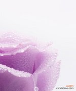 九朵紫色玫瑰花代表什么？