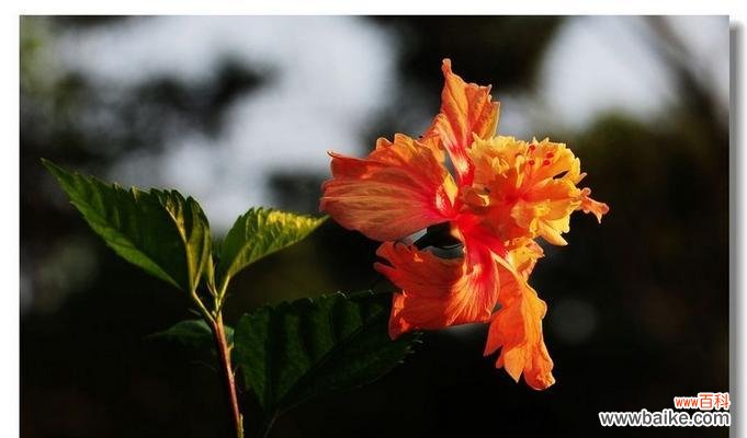 道具翻页花语如何表达祝福?翻页花语祝福的含义是什么?