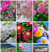 什么花象征平淡而幸福的生活？如何用花表达生活的美好？