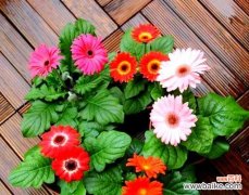 办公室摆放哪种花寓意事业高升？