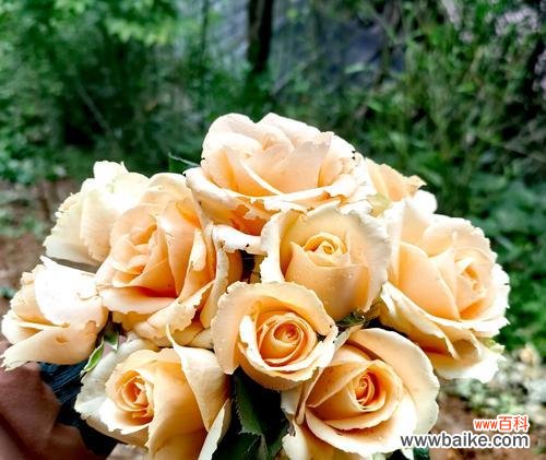 母亲节送什么花最合适?花语大全告诉你!530