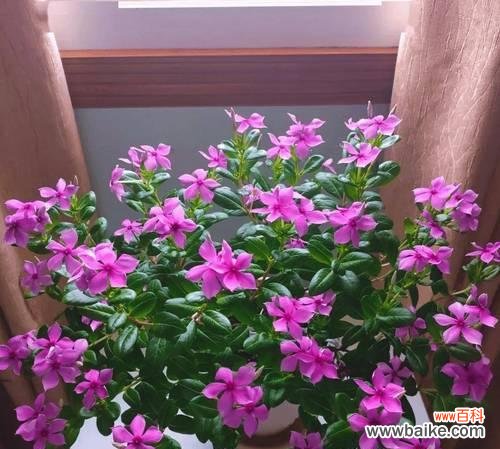 母亲节送什么花最合适?花语大全告诉你!530