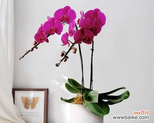 哪些花语代表浪漫和高贵?