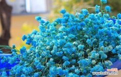 满天星的象征意义和传递之美 以送满天星的含义