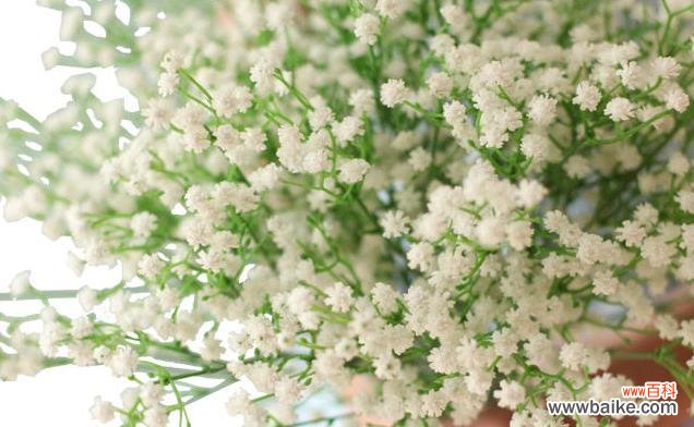 满天星的象征意义和传递之美 以送满天星的含义