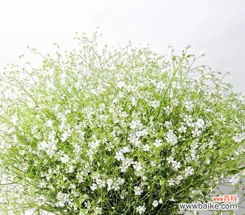 满天星的象征意义和传递之美 以送满天星的含义