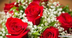 解读玫瑰花送礼的隐含含义 玫瑰花的寓意与象征意义