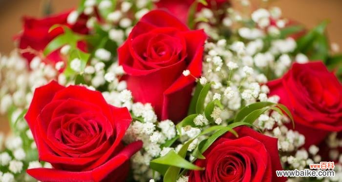 解读玫瑰花送礼的隐含含义 玫瑰花的寓意与象征意义