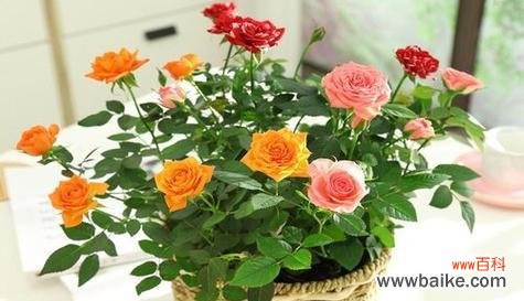 玫瑰花的象征意义与不同寓意解读 送玫瑰花的寓意