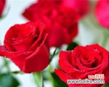 揭开玫瑰花背后的秘密，了解其丰富的象征意义 玫瑰花的寓意和象征