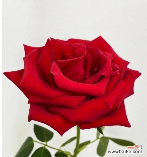 探索玫瑰花的浪漫象征与情感表达之道 玫瑰花的含义