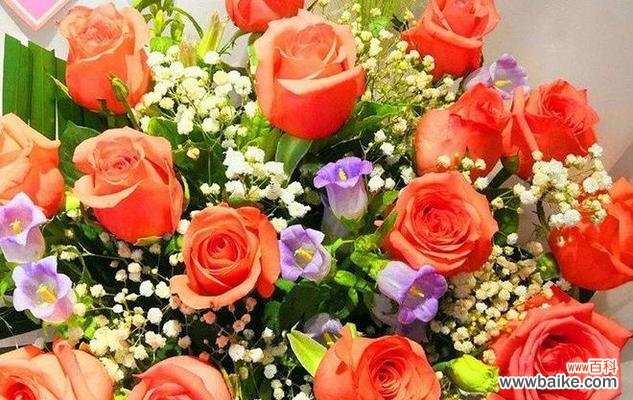 探索玫瑰花的深层含义与丰富象征 玫瑰花的寓意与象征