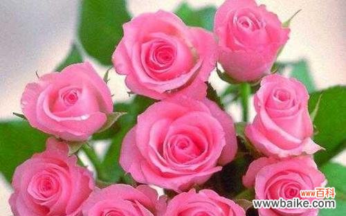 探寻玫瑰花背后的深意 玫瑰花的含义与象征