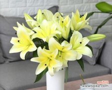 送女友百合花，表达真挚爱意 百合花代表的含义及其深远影响