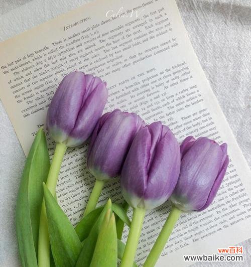 挑选鲜花,传递爱意与祝福 男友生日礼物