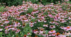 挑选鲜花，传递爱意与祝福 男友生日礼物