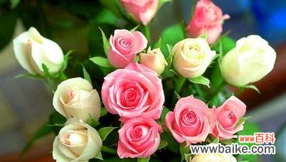 玫瑰花颜色传递情感的奥秘 玫瑰花颜色的含义