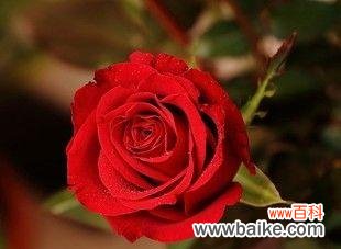 玫瑰花颜色传递情感的奥秘 玫瑰花颜色的含义