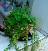 吊兰花 吊兰花的花语与意义